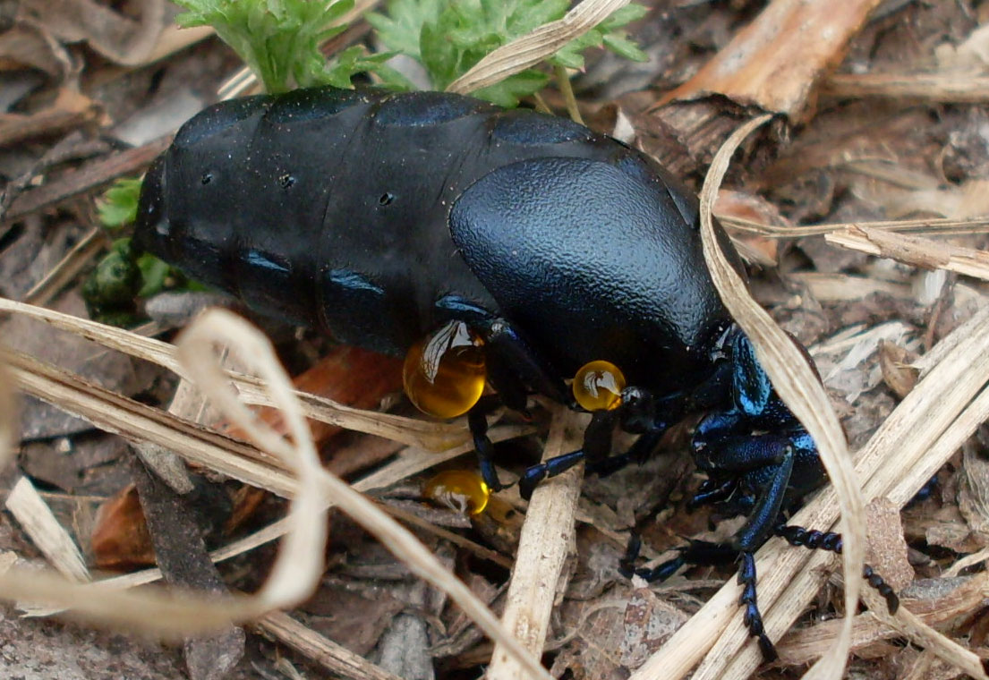 Sostanza arancione meloidae